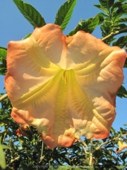 buga-2011-57