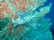 hurghada-040