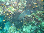 hurghada-048