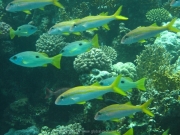 hurghada-049