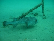hurghada-064