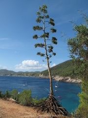 ibiza-115