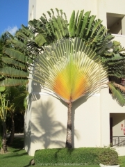secrets-royal-beach-07