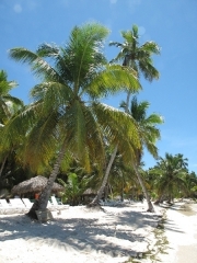 saona-island-24