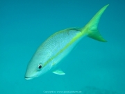 punta-cana-dive-09