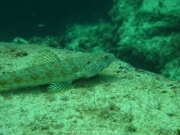punta-cana-dive-15