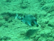 punta-cana-dive-16
