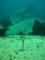 punta-cana-dive-29