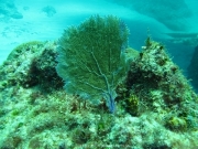 punta-cana-dive-30