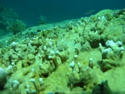 punta-cana-dive-31