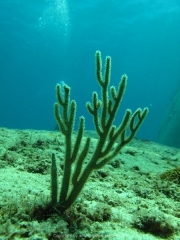 punta-cana-dive-32