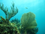 punta-cana-dive-33