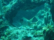 punta-cana-dive-37