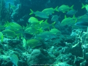 punta-cana-dive-38
