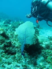 punta-cana-dive-39