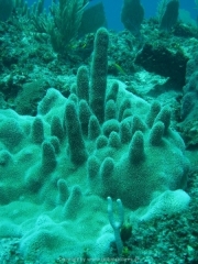 punta-cana-dive-40