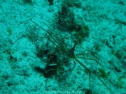 punta-cana-dive-41