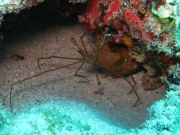 punta-cana-dive-42