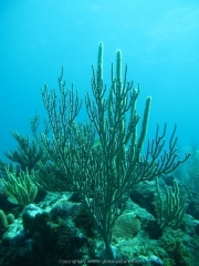punta-cana-dive-43