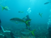 punta-cana-dive-44