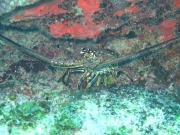 punta-cana-dive-45