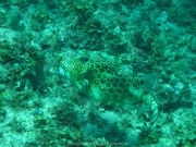 punta-cana-dive-46
