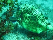 punta-cana-dive-47