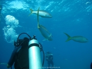 punta-cana-dive-48