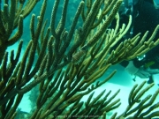 punta-cana-dive-49