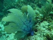 punta-cana-dive-50