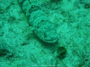punta-cana-dive-52