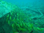 punta-cana-dive-58