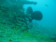 punta-cana-dive-59