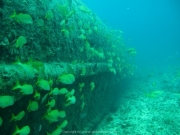 punta-cana-dive-61