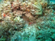 punta-cana-dive-62