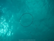 punta-cana-dive-63