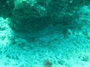punta-cana-dive-64