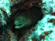 punta-cana-dive-65