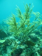 punta-cana-dive-66