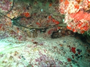 punta-cana-dive-67