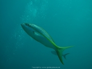 punta-cana-dive-69