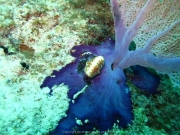 punta-cana-dive-70