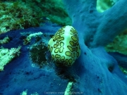 punta-cana-dive-71