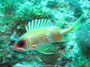 punta-cana-dive-72