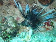 punta-cana-dive-73