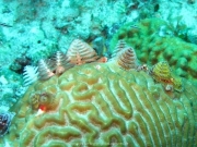 punta-cana-dive-74