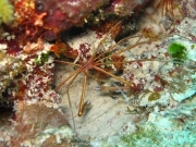 punta-cana-dive-75