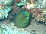 punta-cana-dive-76