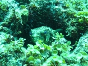 punta-cana-dive-77