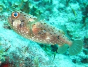 punta-cana-dive-78